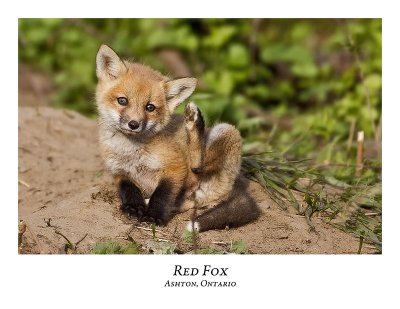 Red Fox-019