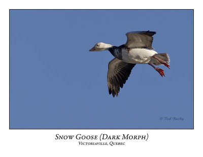 Snow Goose-019