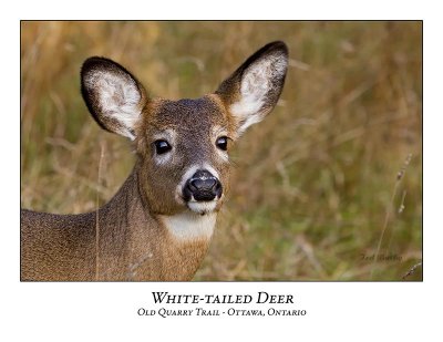 White-tailed Deer-023