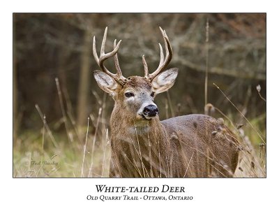 White-tailed Deer-024