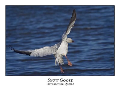 Snow Goose-021