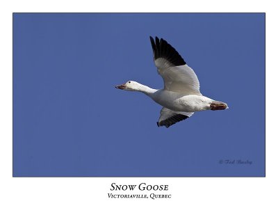 Snow Goose-022