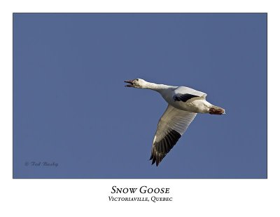 Snow Goose-023