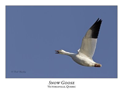 Snow Goose-024