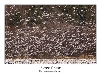 Snow Goose-025