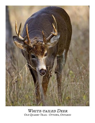 White-tailed Deer-026