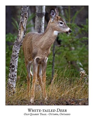 White-tailed Deer-028