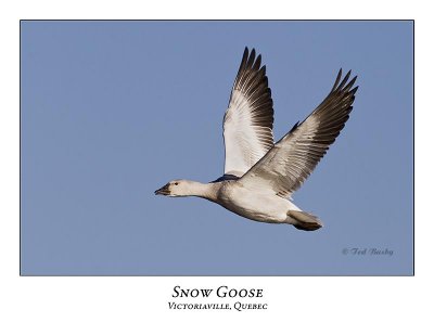 Snow Goose-026
