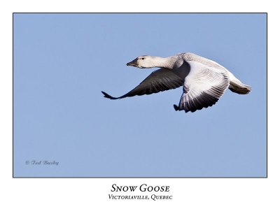 Snow Goose-027