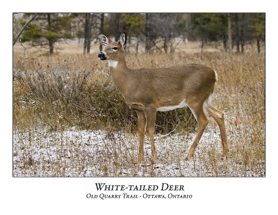 White-tailed Deer-030