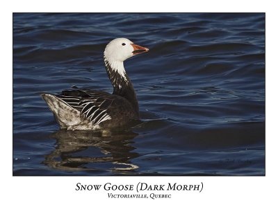 Snow Goose-028