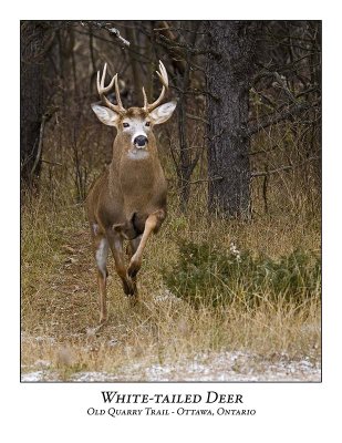 White-tailed Deer-031