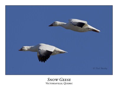 Snow Goose-029