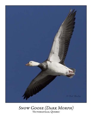 Snow Goose-030