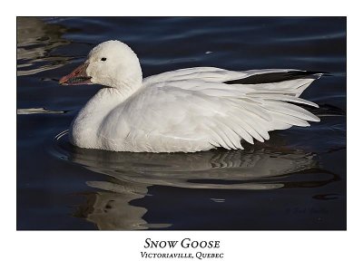 Snow Goose-031