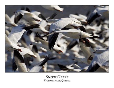 Snow Goose-032
