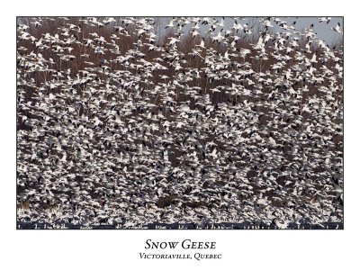 Snow Goose-033
