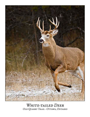 White-tailed-Deer-032