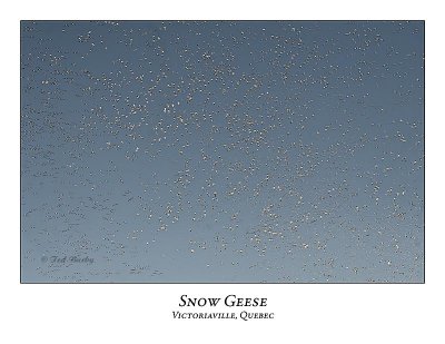 Snow Goose-034