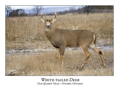 White-tailed Deer-033