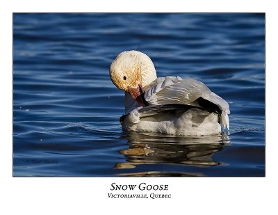 Snow Goose-035
