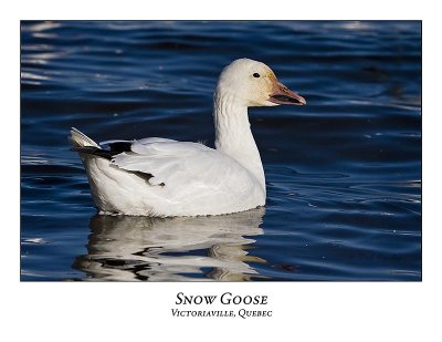 Snow Goose-036