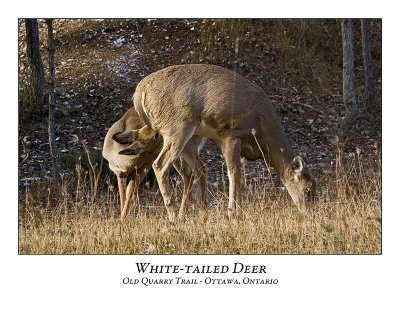 White-tailed Deer-034