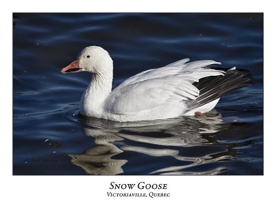 Snow Goose-037