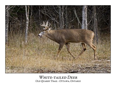 White-tailed Deer-036