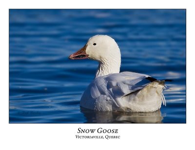 Snow Goose-038