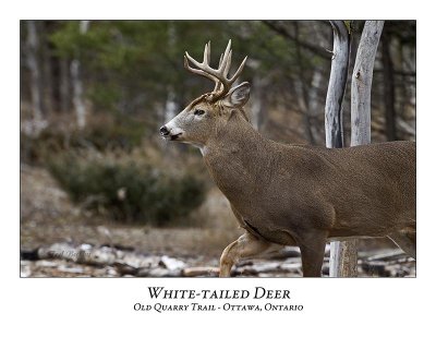 White-tailed Deer-037