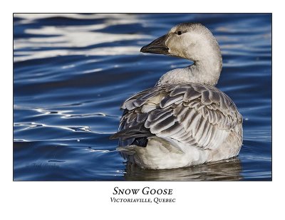 Snow Goose-039