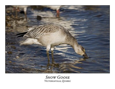 Snow Goose-040