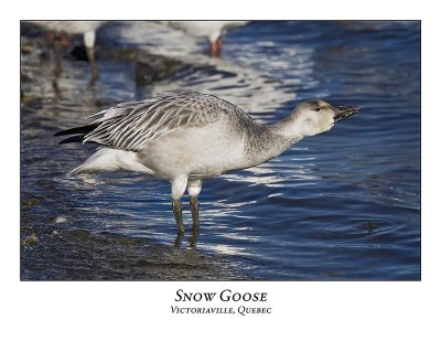 Snow Goose-041