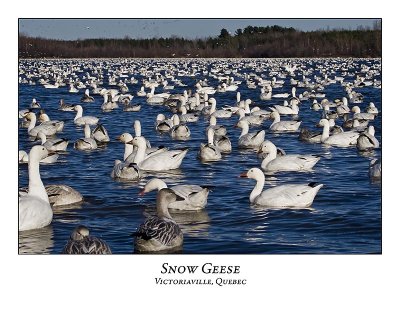 Snow Goose-042