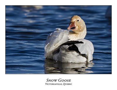 Snow Goose-043