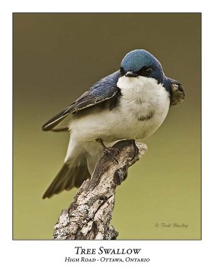 Tree Swallows