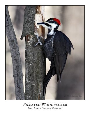 Pileated Woodpecker-008