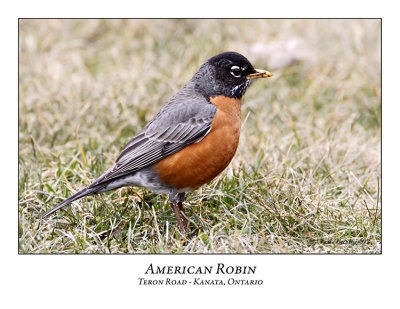 American Robin-001