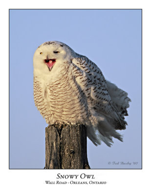 Snowy Owl-032