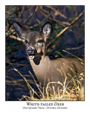 White-tail Deer-003