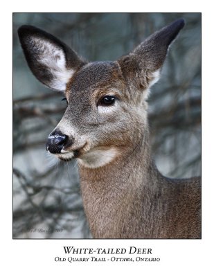 White-tailed Deer-004