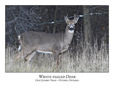 White-tailed Deer-006