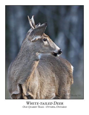 White-tailed Deer-007