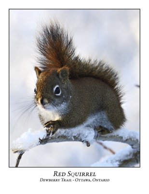 Red Squirrel-002