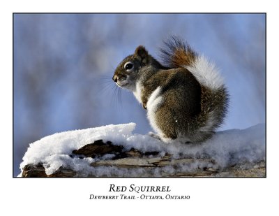Red Squirrel-003