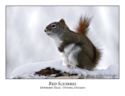 Red Squirrel-004