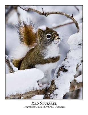 Red Squirrel-006