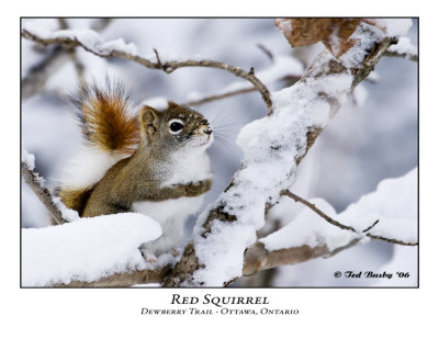 Red Squirrel-007