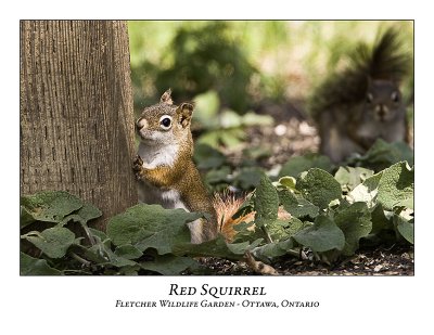 Red Squirrel-009